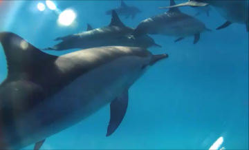 Viaggio Empatico con i Delfini: nuotando col branco nel Mar Rosso